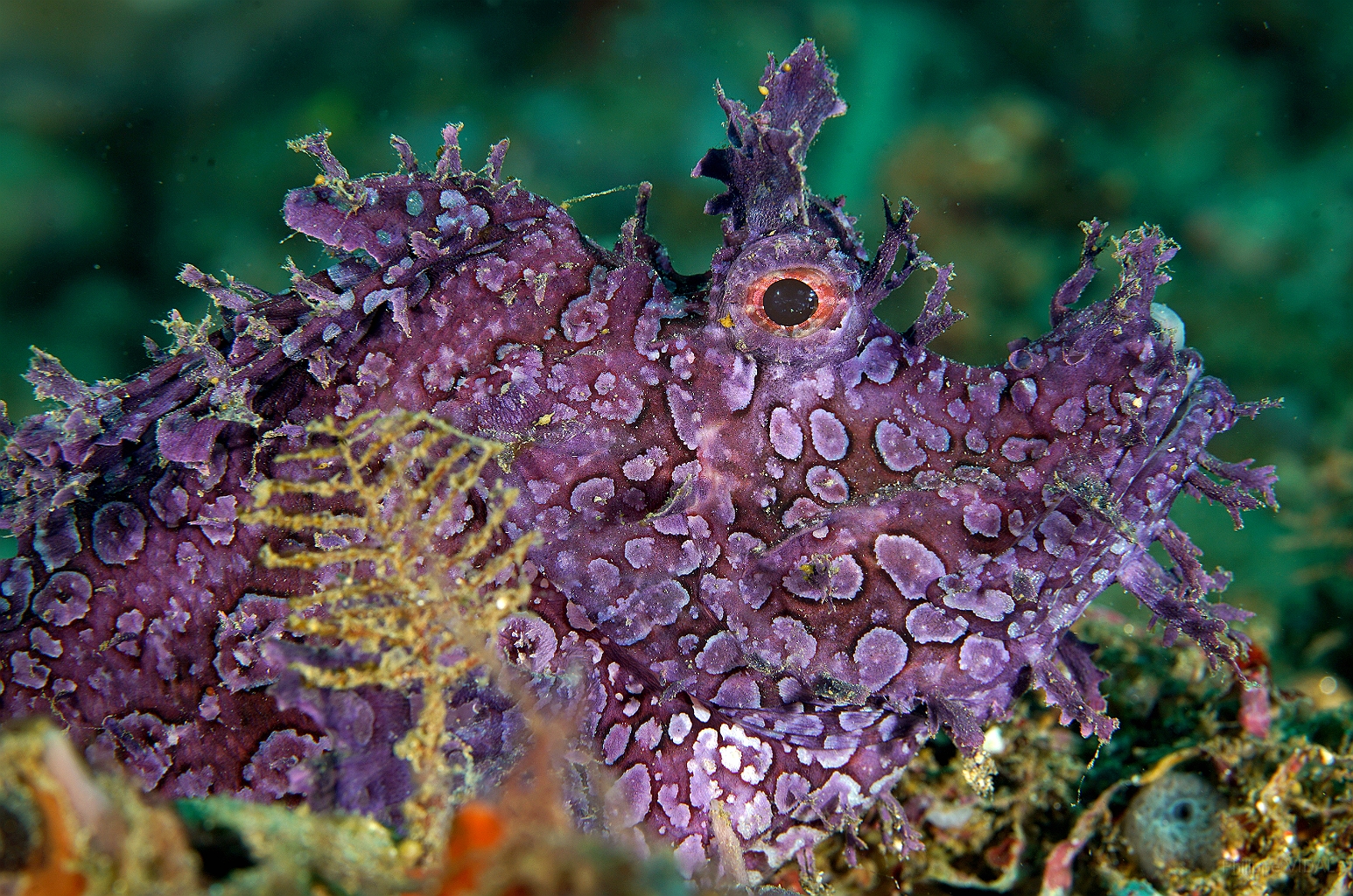 Banda Sea 2018 - DSC05477_rc - Weedy scorpionfish - poisson scorpion feuillu - Rhinopias frondosa.jpg